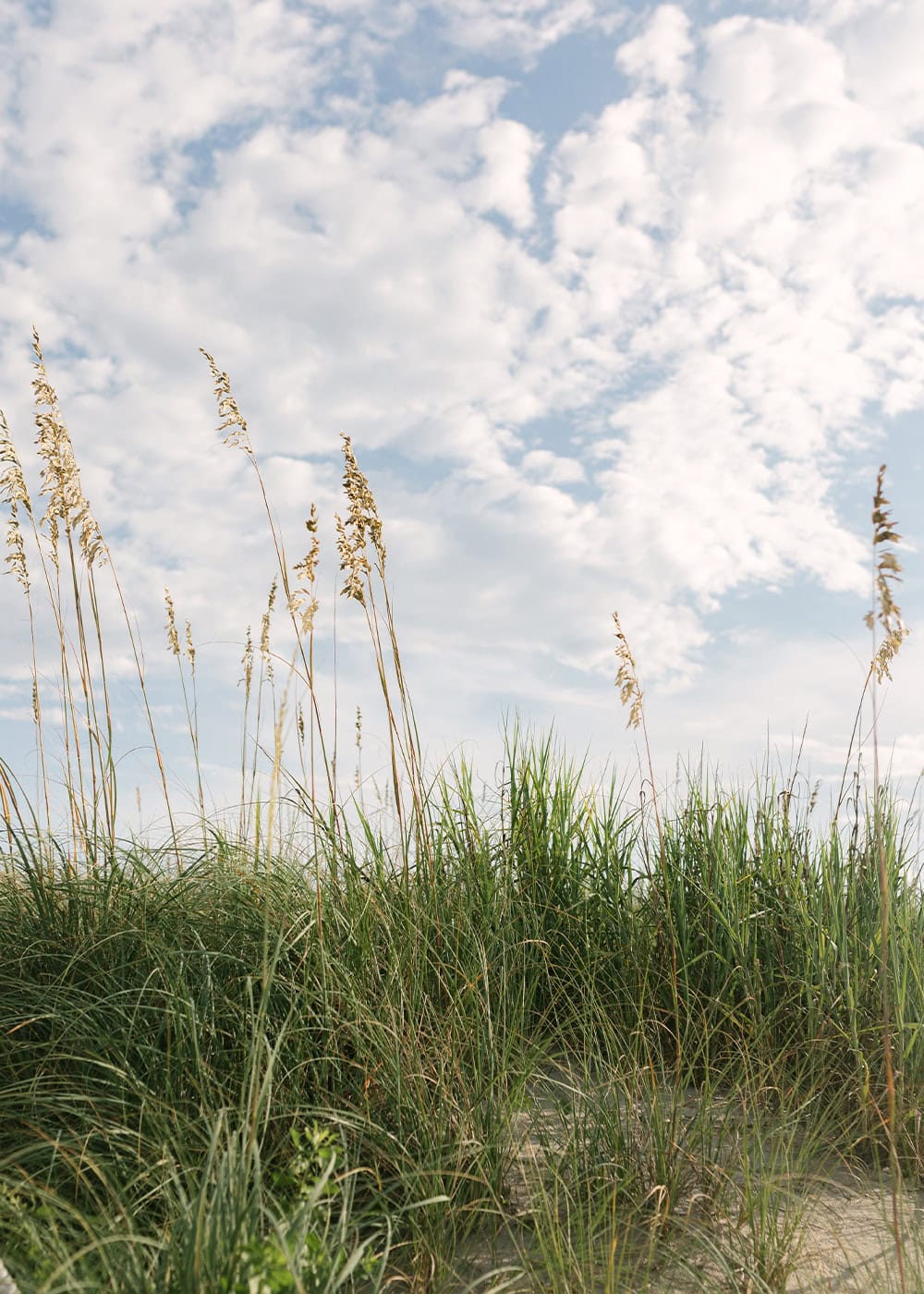 grassy-dune