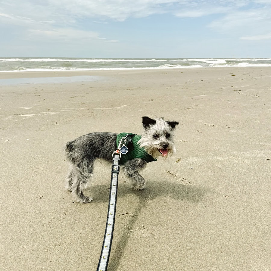lucy-on-beach